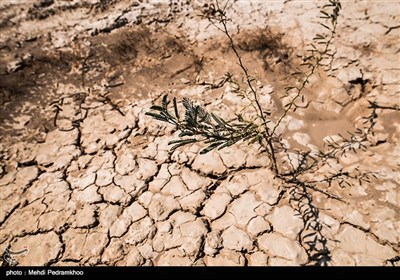 نهال کاری 4 هزار هکتار زمین توسط بسیج سازندگی در خوزستان