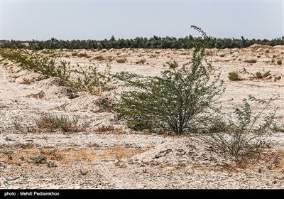 نهال کاری 4 هزار هکتار زمین توسط بسیج سازندگی در خوزستان