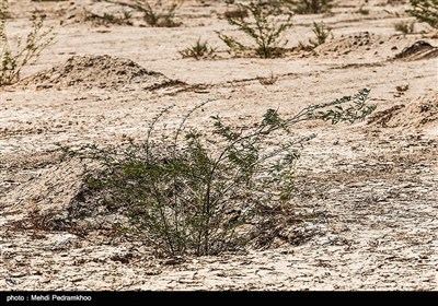 نهال کاری 4 هزار هکتار زمین توسط بسیج سازندگی در خوزستان