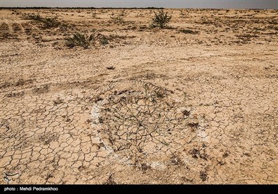 نهال کاری 4 هزار هکتار زمین توسط بسیج سازندگی در خوزستان