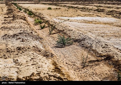 نهال کاری 4 هزار هکتار زمین توسط بسیج سازندگی در خوزستان