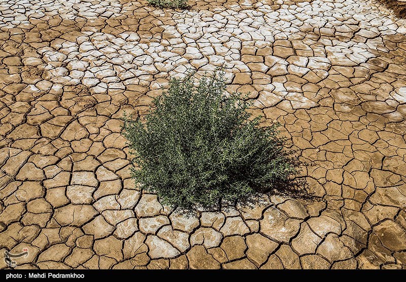 پروژه‌های نهال‌کاری در حاشیه دریاچه ارومیه با مشکل تامین آب روبه رو است