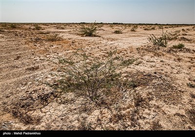 نهال کاری 4 هزار هکتار زمین توسط بسیج سازندگی در خوزستان