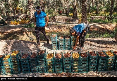 برداشت خارک و رطب در آبادان