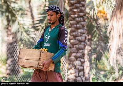 برداشت خارک و رطب در آبادان