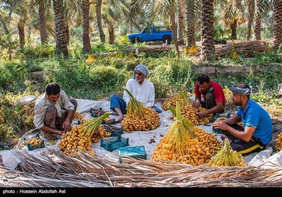 برداشت خارک و رطب در آبادان