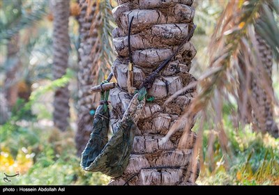 برداشت خارک و رطب در آبادان