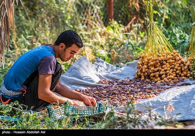 برداشت خارک و رطب در آبادان