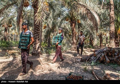 برداشت خارک و رطب در آبادان