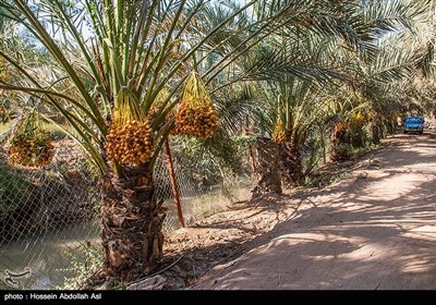 برداشت خارک و رطب در آبادان