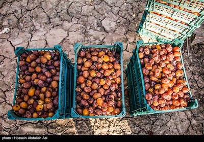 برداشت خارک و رطب در آبادان