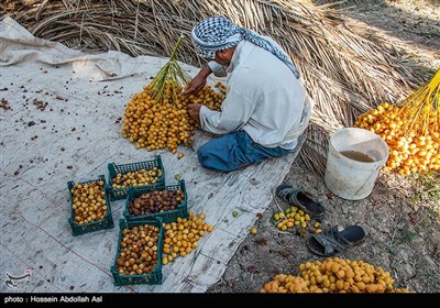 برداشت خارک و رطب در آبادان