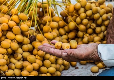 برداشت خارک و رطب در آبادان