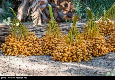 برداشت خارک و رطب در آبادان