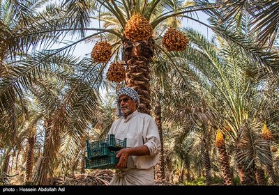 برداشت خارک و رطب در آبادان