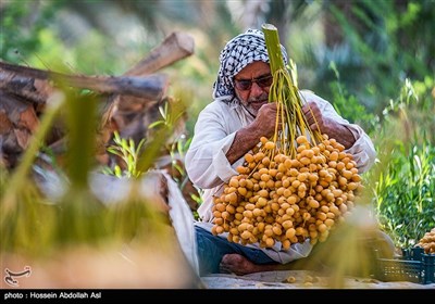 برداشت خارک و رطب در آبادان