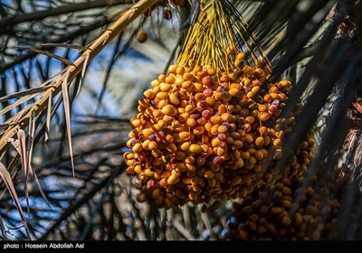 برداشت خارک و رطب در آبادان