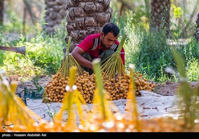 برداشت خارک و رطب در آبادان