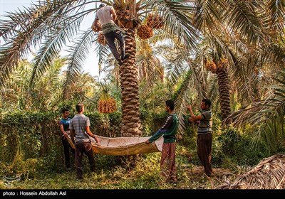 برداشت خارک و رطب در آبادان