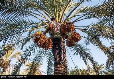 برداشت خارک و رطب در آبادان