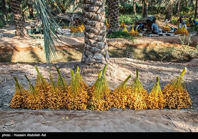 برداشت خارک و رطب در آبادان