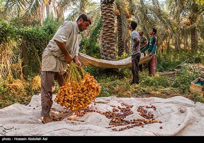 برداشت خارک و رطب در آبادان