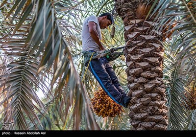 برداشت خارک و رطب در آبادان