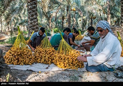 برداشت خارک و رطب در آبادان