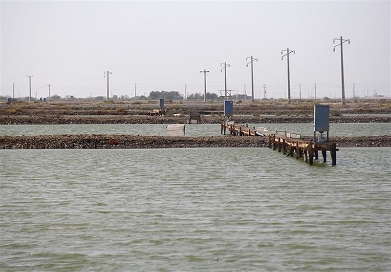 استاندار بوشهر: 50 هزار هکتار اراضی ساحلی برای پرورش آبزیان شناسایی شد