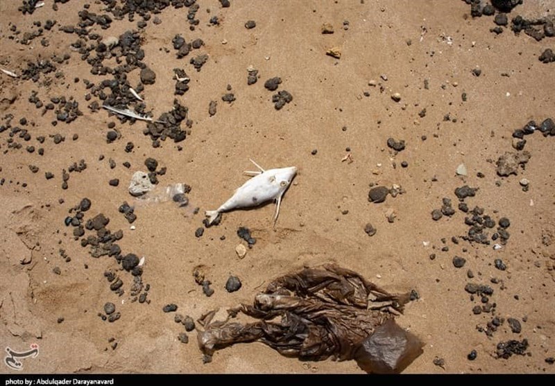 مداومت آلودگی‌های نفتی اکوسیستم مرجانی ساحل جنوبی قشم را تهدید می‌کند