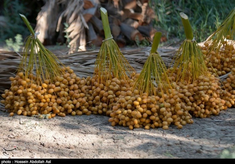 Iran Exports 61,000 Tons of Dates to 52 Countries in Four Months