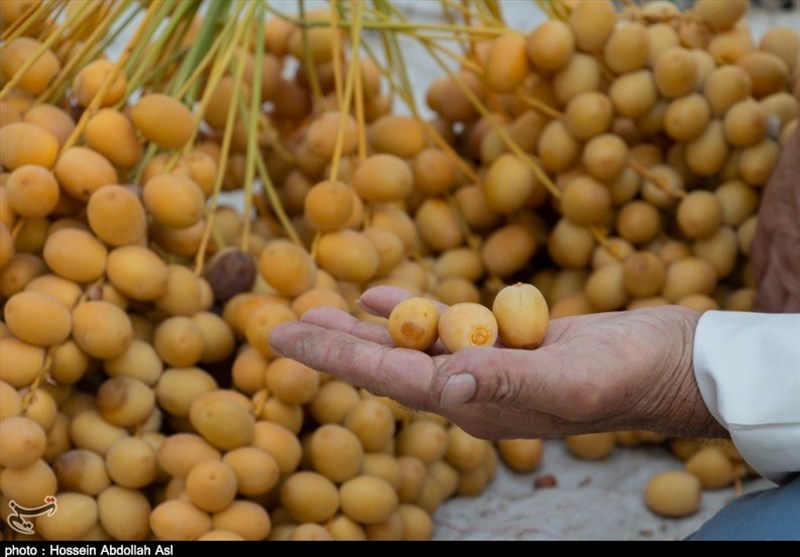 5000 تن محصولات کشاورزی در استان کرمان از مبادی اصلی به دست مصرف کننده رسید