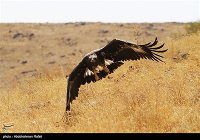 رهاسازی 60 پرنده شکاری در ارتفاعات همدان