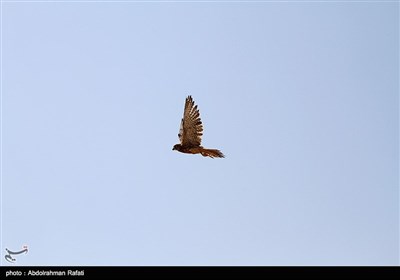 رهاسازی 60 پرنده شکاری در ارتفاعات همدان