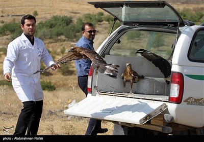 رهاسازی 60 پرنده شکاری در ارتفاعات همدان