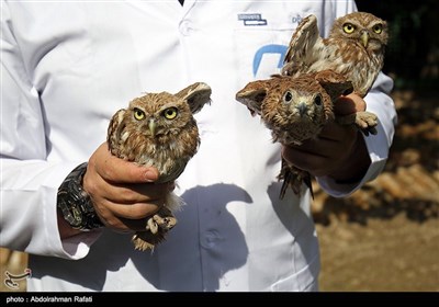 رهاسازی 60 پرنده شکاری در ارتفاعات همدان