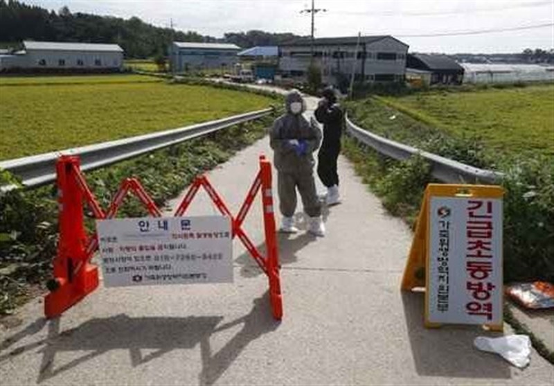 South Korea Reports More Suspected Swine Fever Cases