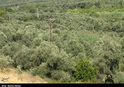 خرید آب سد آیدوغموش از آذربایجان شرقی برای مزارع و باغات زیتون طارم
