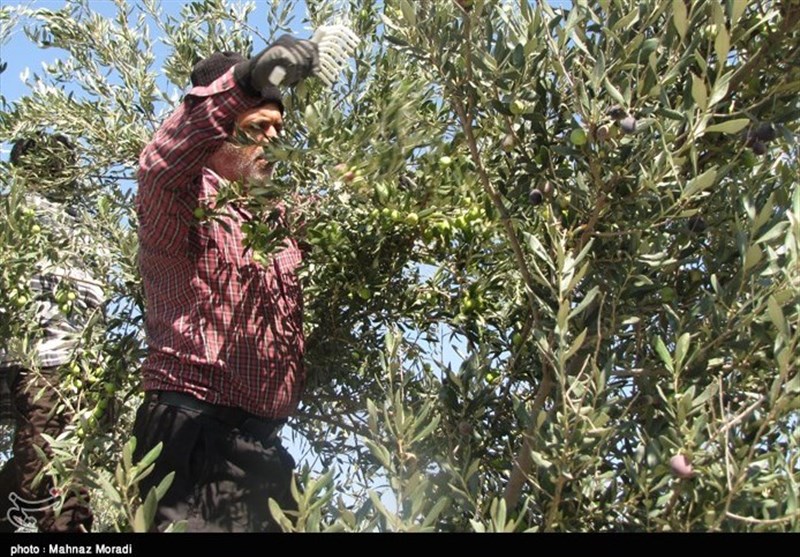 گزارش| توسعه باغات زیتون در استان سمنان؛ حرکت به سمت خودکفایی برای تأمین روغن مصرف داخلی