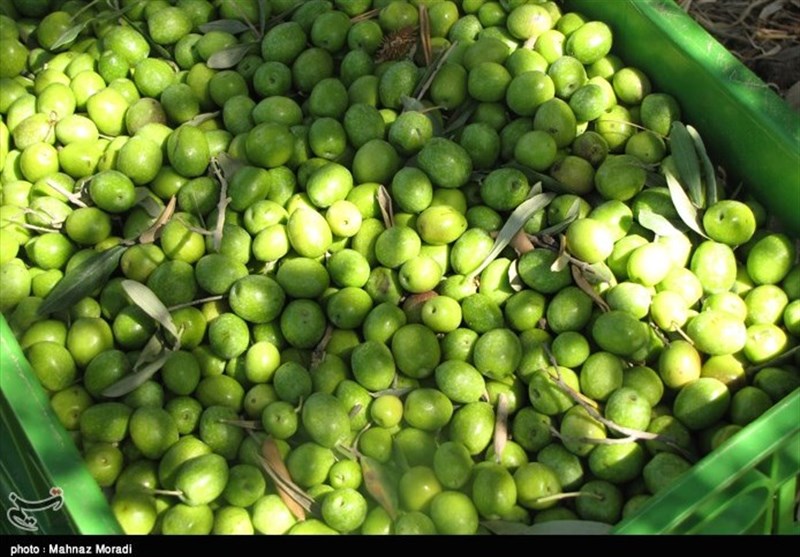 مجری طرح زیتون وزارت جهاد کشاورزی: افزایش قیمت روغن زیتون ‌مطلوب ‌نیست