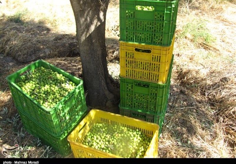 بی‌مهری مسئولان به زیتون طارم / هندوستان ایران میدان خرید و فروش زیتون خام ندارد