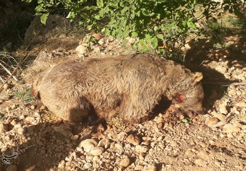 لاشه یک خرس قهوه‌ای در منطقه حفاظت شده دنا کشف شد
