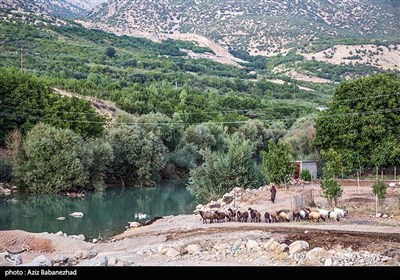 قطاف التفاح في لرستان غرب ايران