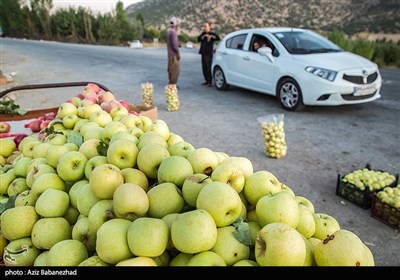 قطاف التفاح في لرستان غرب ايران