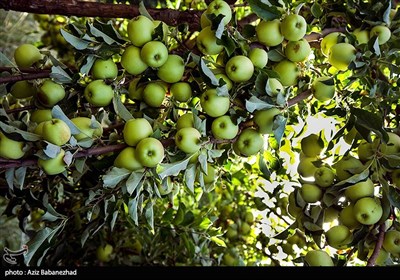 قطاف التفاح في لرستان غرب ايران
