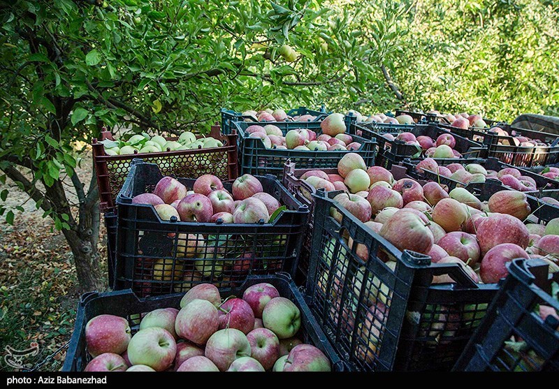 ‌میوه بهشتی در بازار «برزخی»؛ قصه درختان پربار سیب و دستان خالی باغداران مشکین‌شهر + فیلم