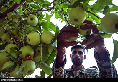 قطاف التفاح في لرستان غرب ايران