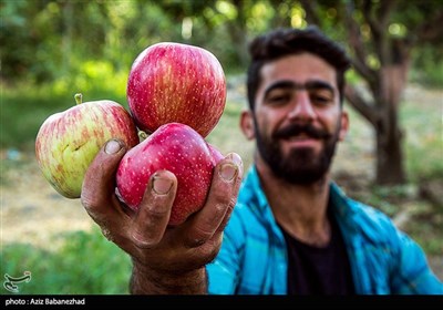 قطاف التفاح في لرستان غرب ايران