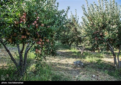 قطاف التفاح في لرستان غرب ايران