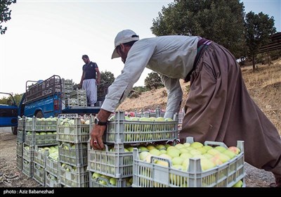 قطاف التفاح في لرستان غرب ايران